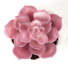 Load image into Gallery viewer, Echeveria Artificial Succulent
