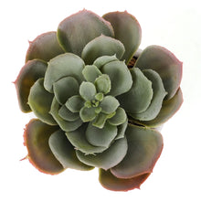 Load image into Gallery viewer, Bornbridge - Artificial Echeveria Succulent (Cassyz Winter)
