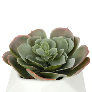 Bornbridge - Artificial Echeveria Succulent (Cassyz Winter)