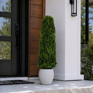 4' English Boxwood Tower Tree