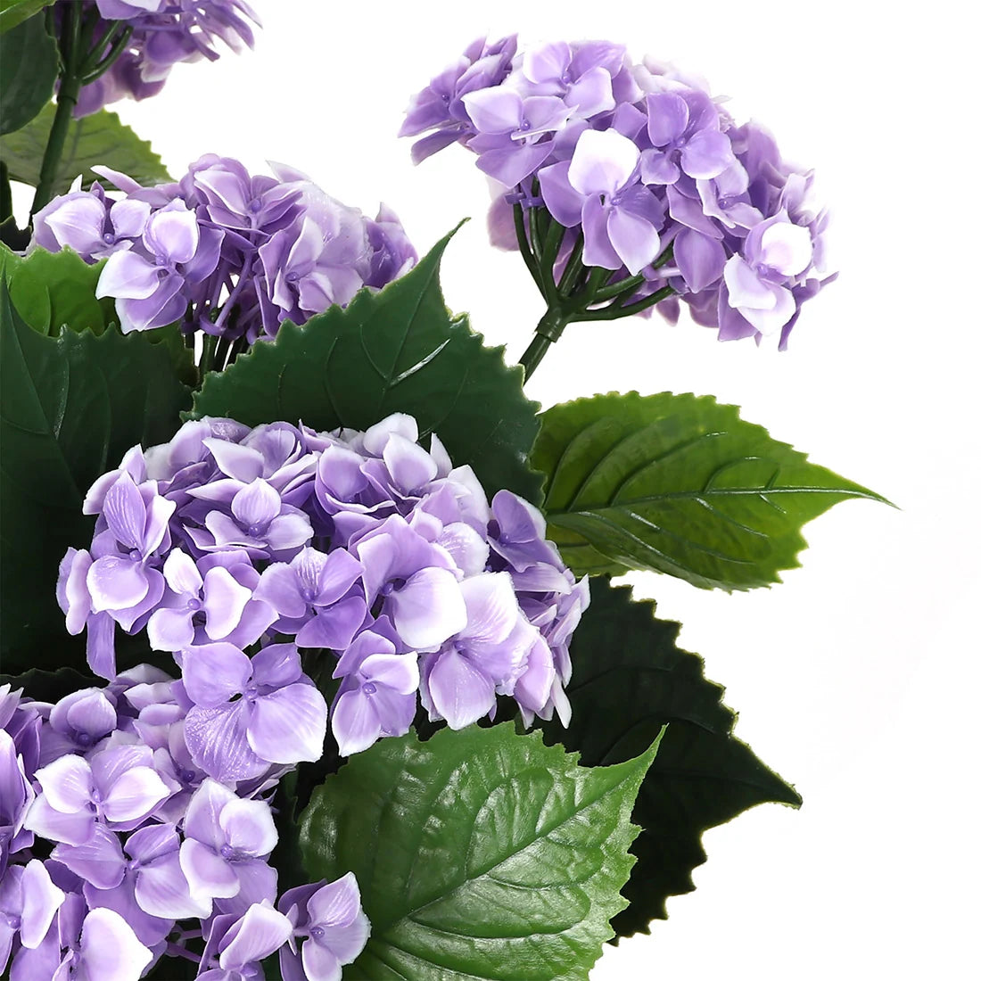 lilac potted plant Potted Purple Lilac