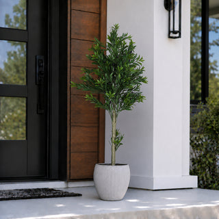Potted Olive Tree
