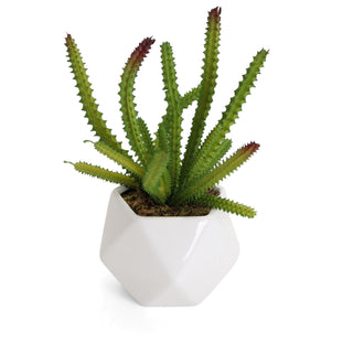 Artificial Echinocereus Pentalophus Cactus Succulent