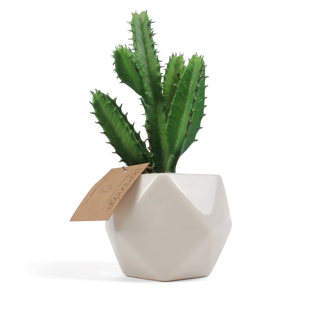 Bornbridge - Artificial Cactus Succulent