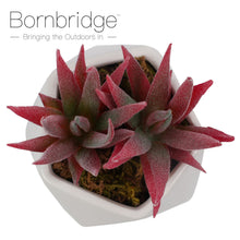 Load image into Gallery viewer, Bornbridge - Artificial Haworthia Succulent
