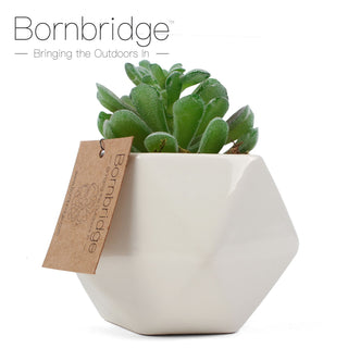 Bornbridge - Artificial Pachyphytum Succulents
