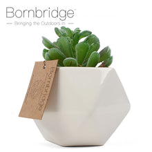 Load image into Gallery viewer, Bornbridge - Artificial Pachyphytum Succulents

