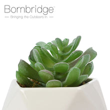 Load image into Gallery viewer, Bornbridge - Artificial Pachyphytum Succulents

