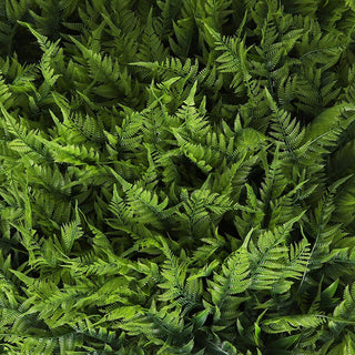 Lady Fern Greenery Panels