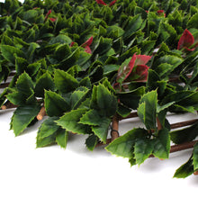 Load image into Gallery viewer, Red Tipped Photinia Trellis
