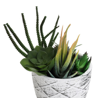 Succulent Garden in Concrete Planter - Mini - Mica