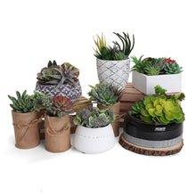 Load image into Gallery viewer, Succulent Garden in Concrete Planter - Mini - Madera
