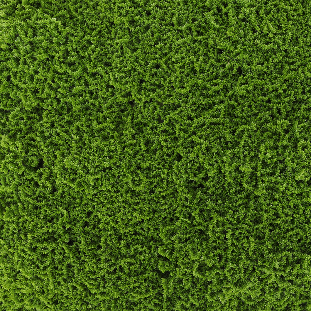 Moss Greenery Panel