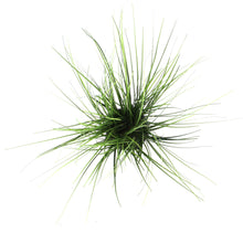 Load image into Gallery viewer, Artificial Grass - White Planter

